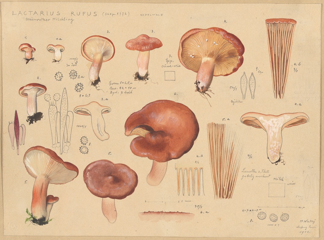 Hans Walty - Lactarius rufus (Scop. 1772)