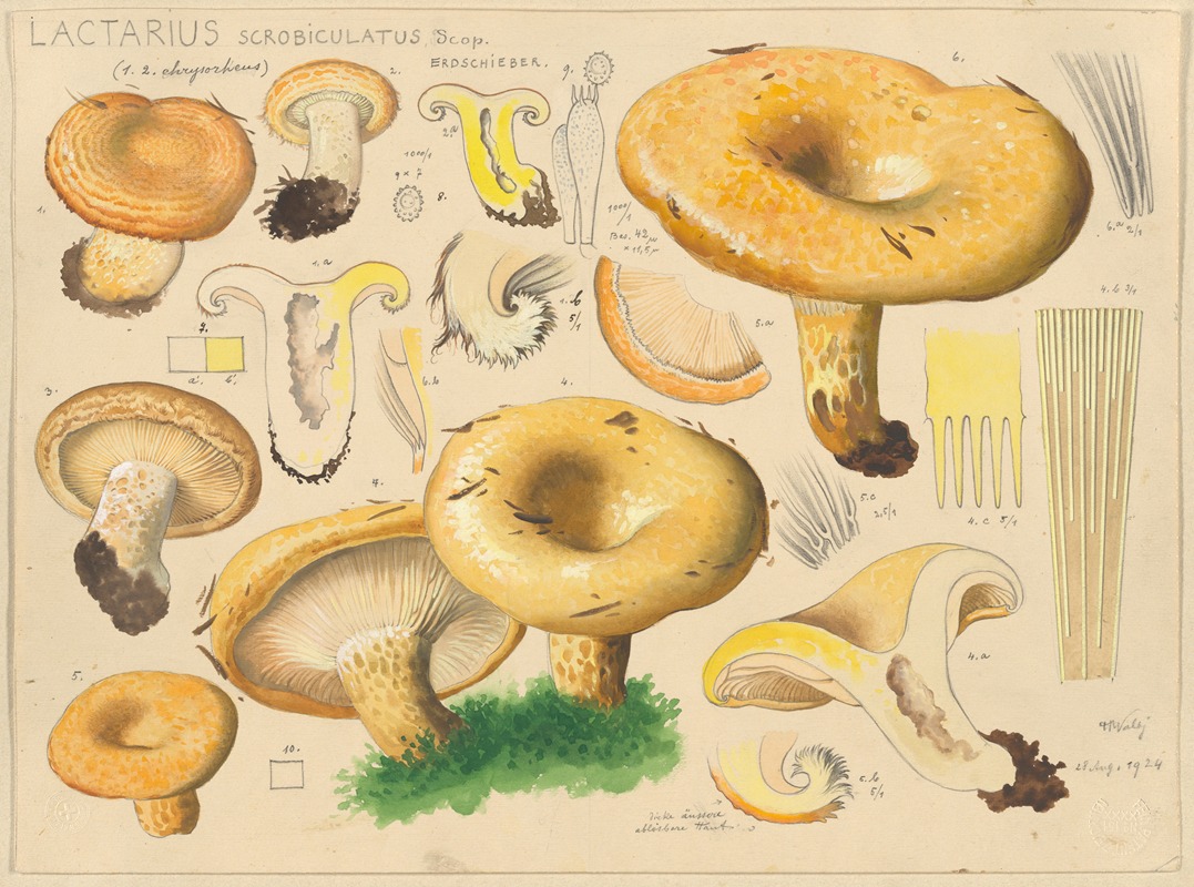 Hans Walty - Lactarius scrobiculatus Scop.