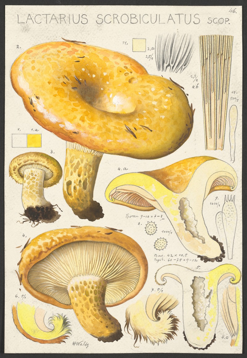 Hans Walty - Lactarius scrobiculatus Scop