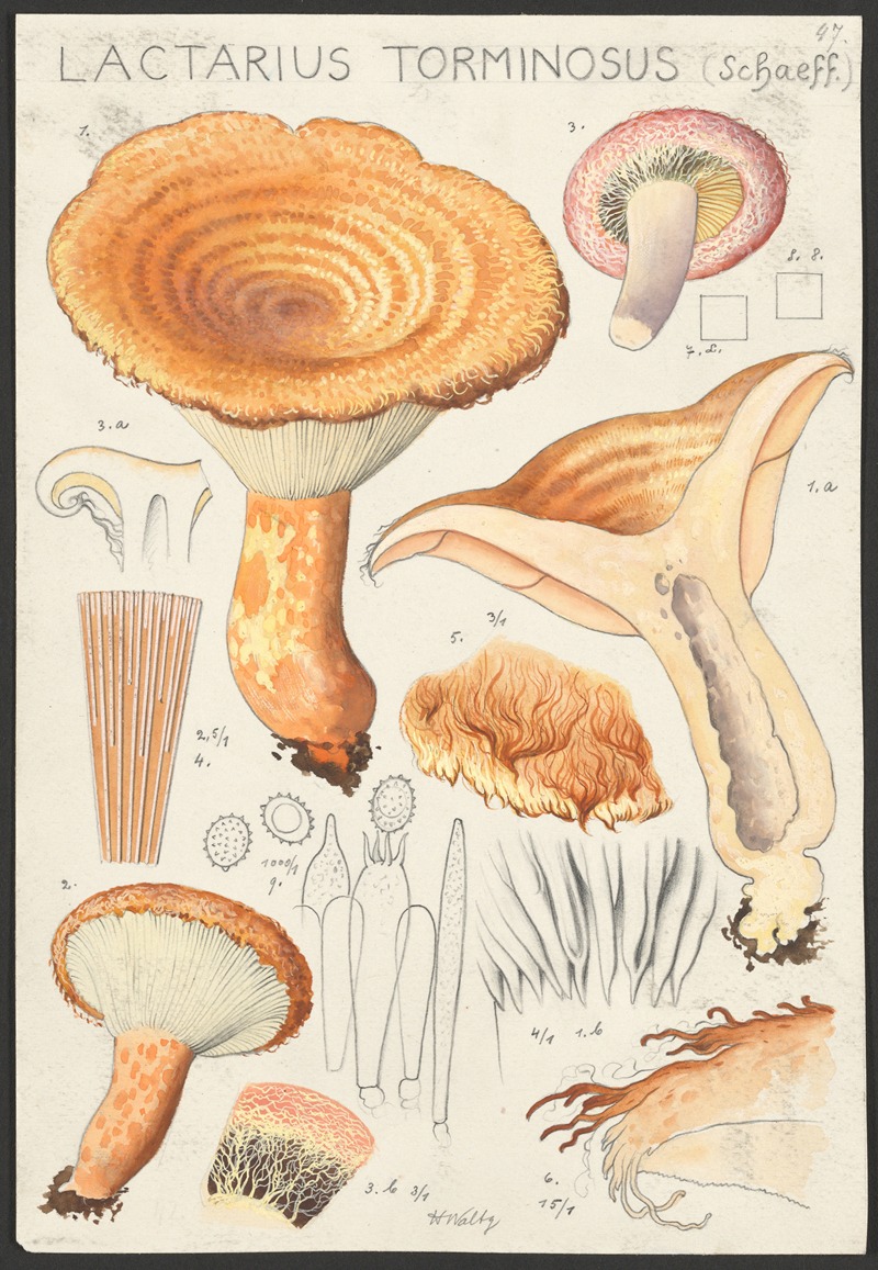 Hans Walty - Lactarius torminosus (Schaeff.)