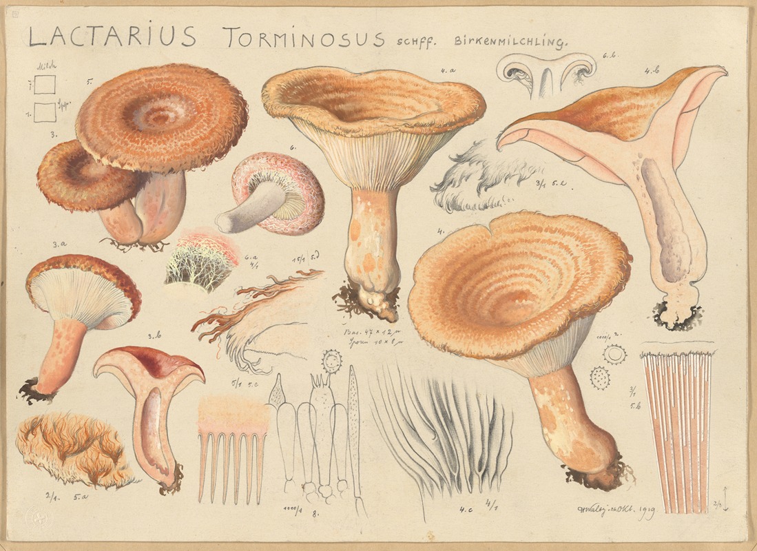 Hans Walty - Lactarius torminosus Schff.