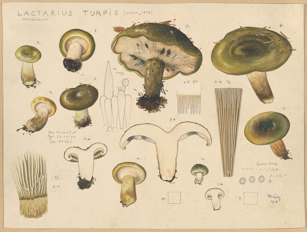 Hans Walty - Lactarius turpis (Weinm. 1836)