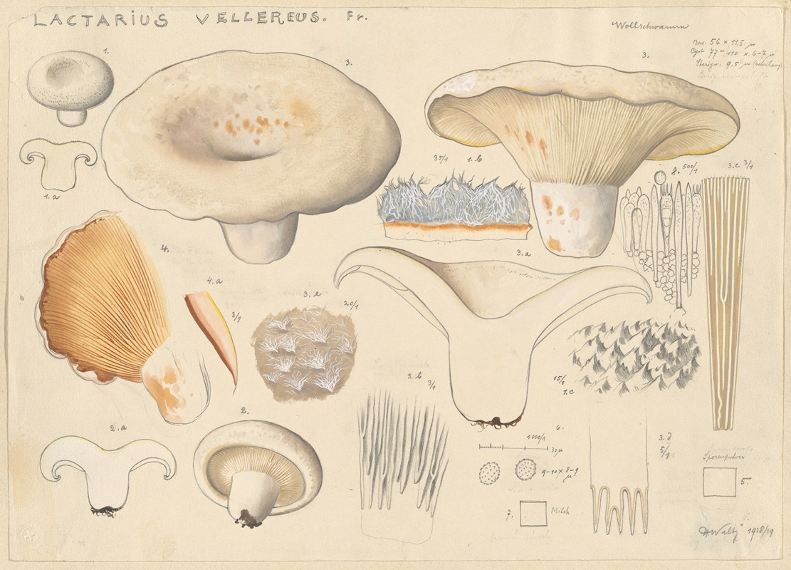 Hans Walty - Lactarius vellereus Fr.