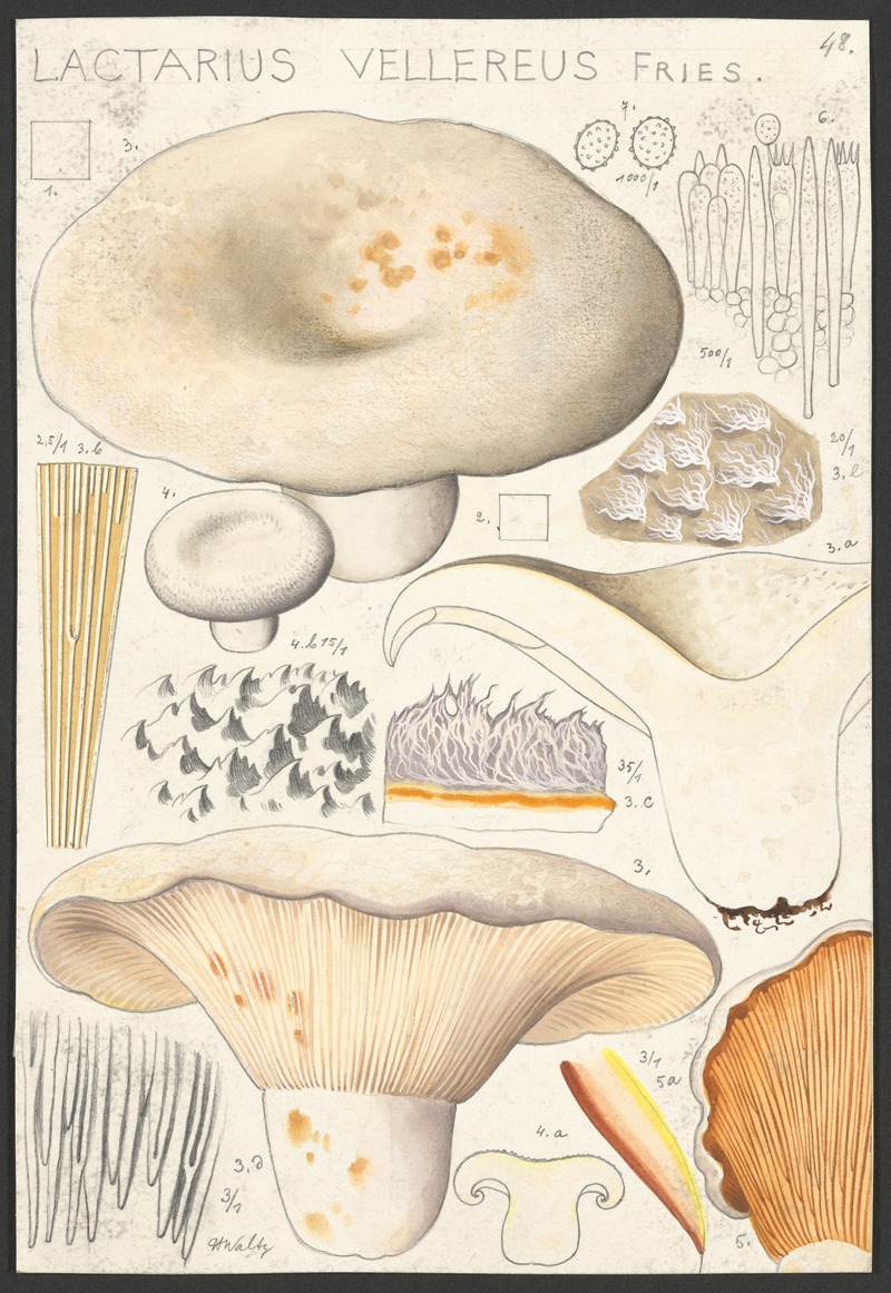 Hans Walty - Lactarius vellereus Fries.