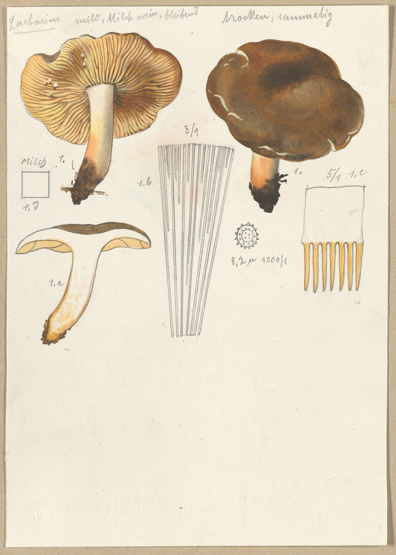 Hans Walty - Lactarius