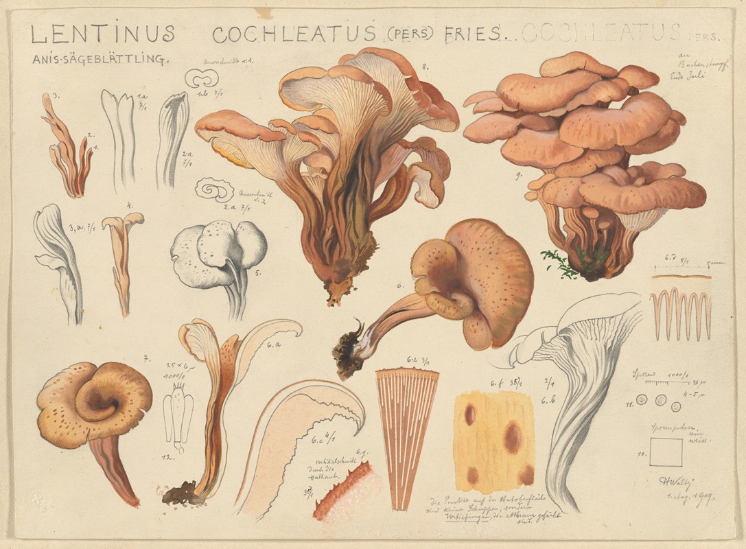 Hans Walty - Lentinus cochleatus (Pers) Fries.