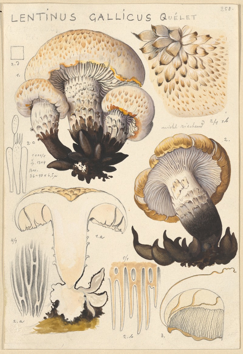 Hans Walty - Lentinus gallicus