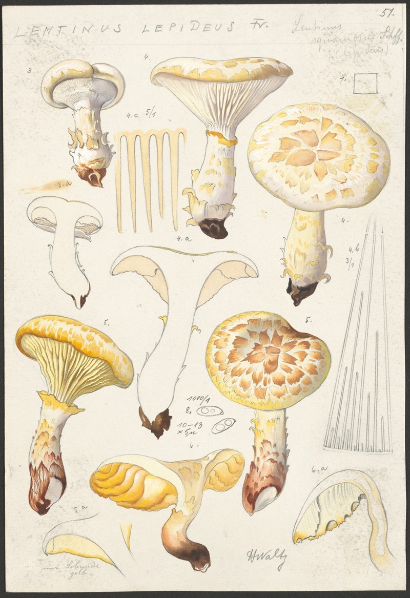 Hans Walty - Lentinus lepideus Fr., Lentinus squamosus Schff. (lepideus)