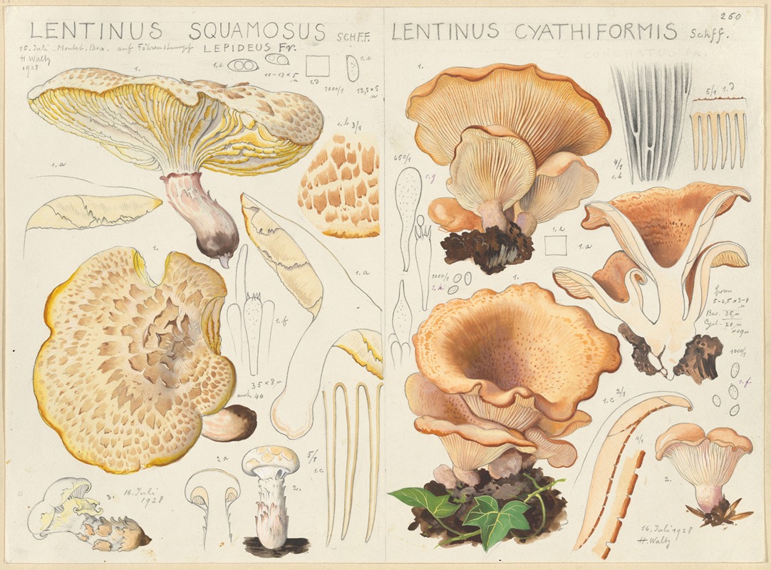 Hans Walty - Lentinus squamosus, Lentinus cyathiformis