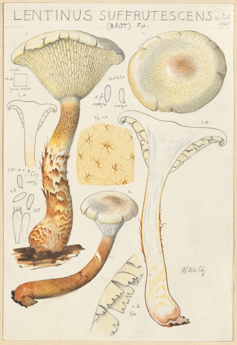 Hans Walty - Lentinus suffrutescens