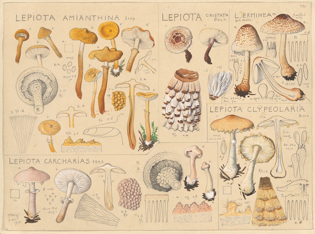 Hans Walty - Lepiota amianthina, Lepiota cristata