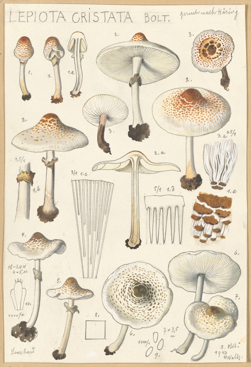 Hans Walty - Lepiota cristata