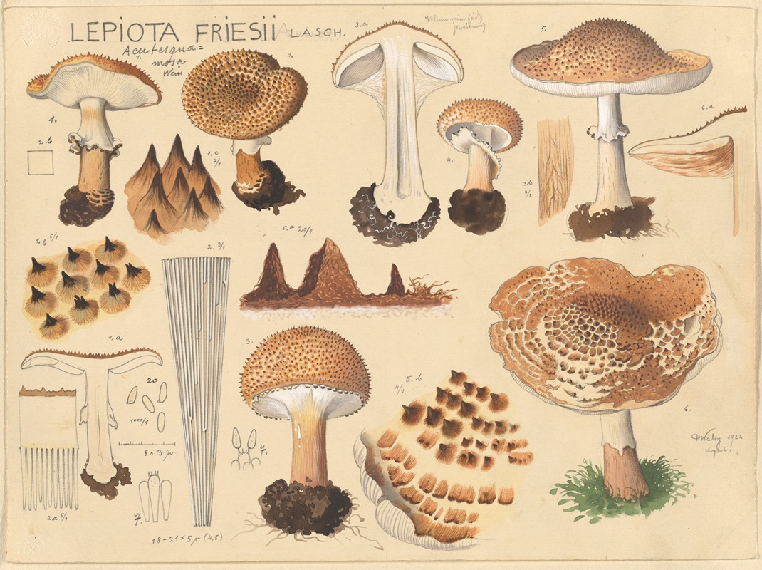 Hans Walty - Lepiota friesii Lasch.