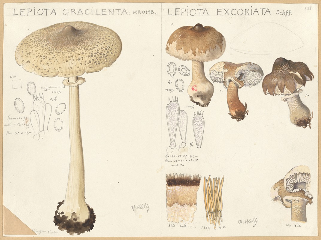 Hans Walty - Lepiota gracilenta, Lepiota excoriata