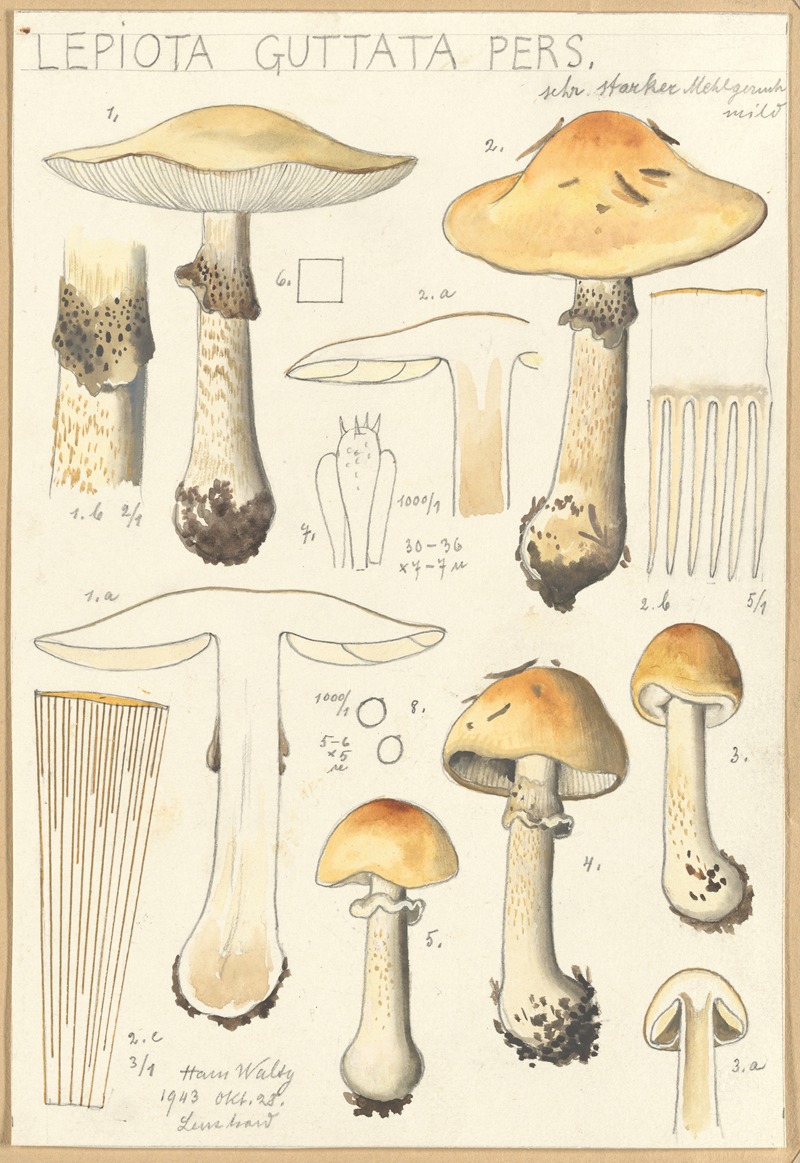 Hans Walty - Lepiota guttata pers.