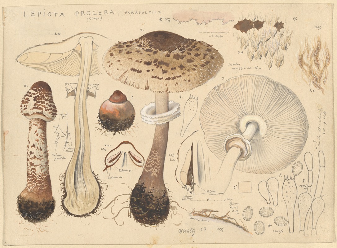 Hans Walty - Lepiota procera (Scop.)