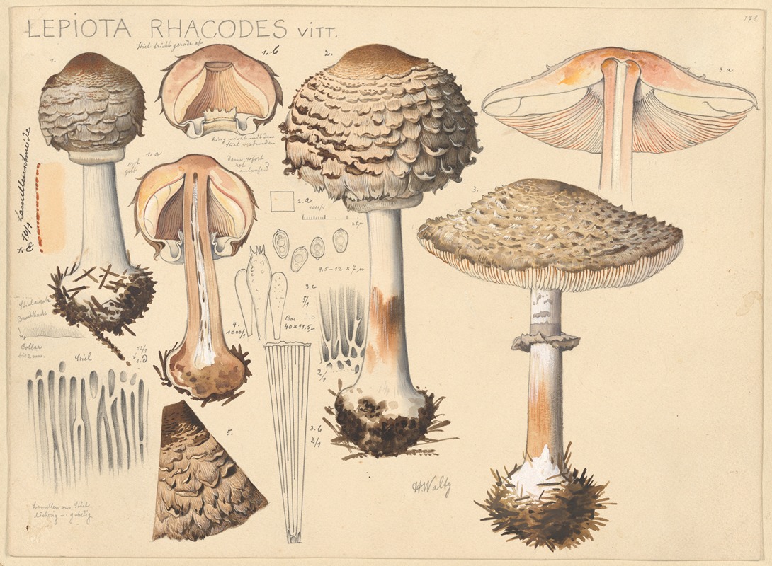 Hans Walty - Lepiota rhacodes Vitt.