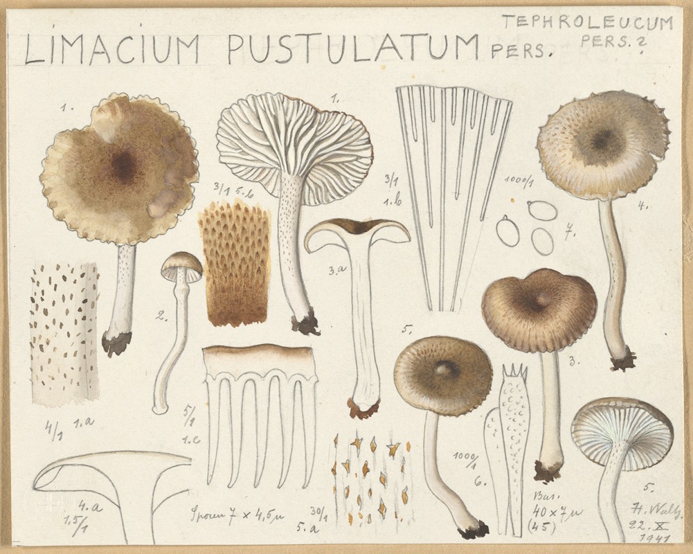 Hans Walty - Limacium pustulatum