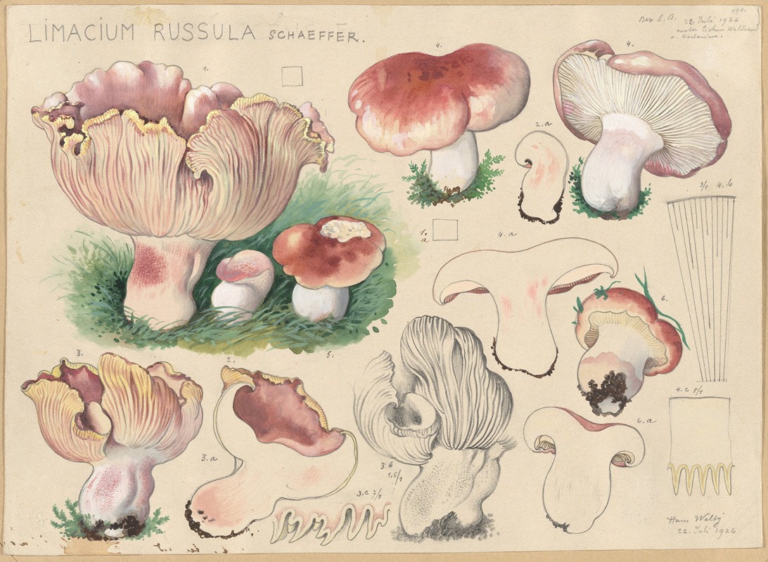 Hans Walty - Limacium russula Schaeffer