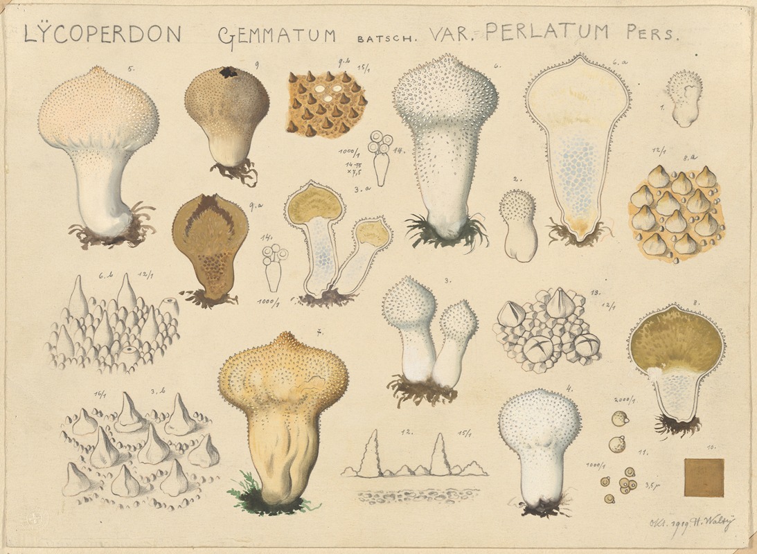 Hans Walty - Lycoperdon gemmatum Batsch. var. perlatum Pers.