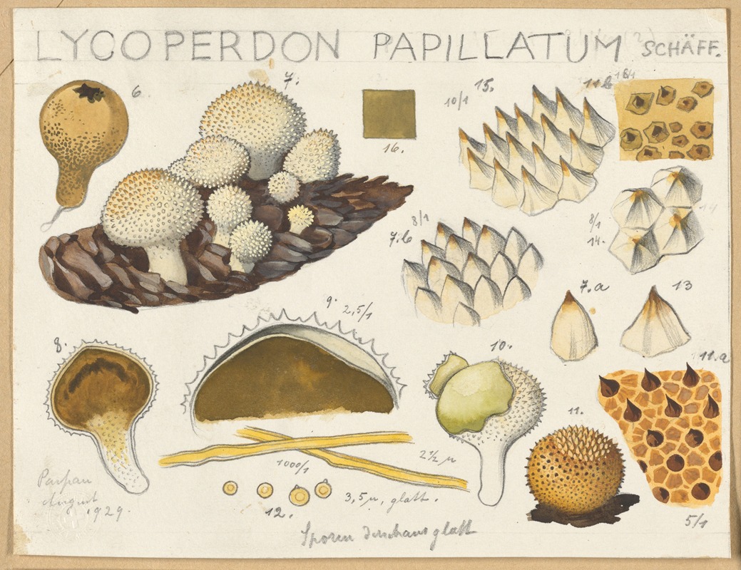 Hans Walty - Lycoperdon papillatum