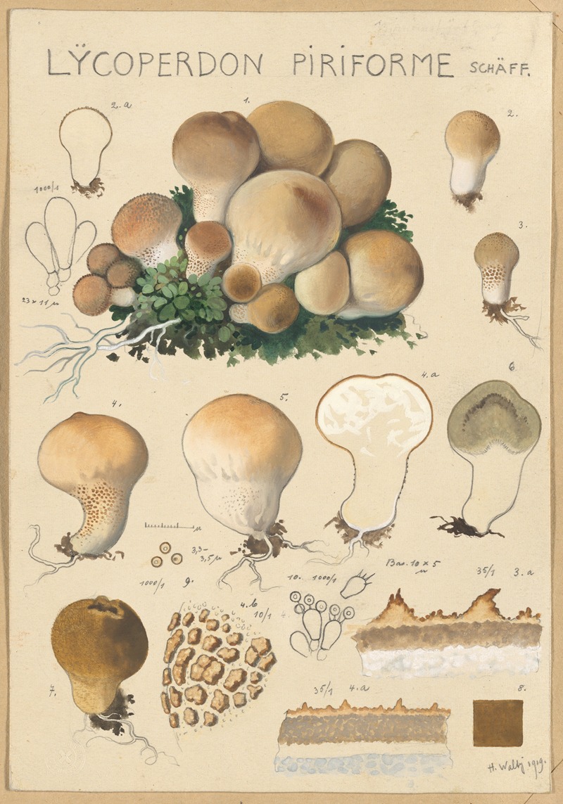 Hans Walty - Lycoperdon piriforme