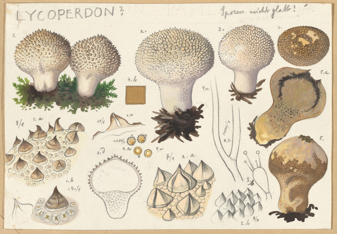 Hans Walty - Lycoperdon