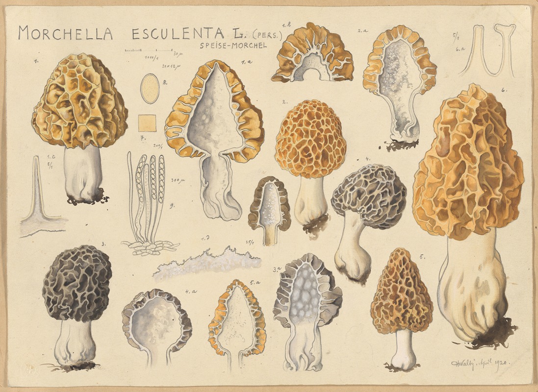 Hans Walty - Morchella esculenta L. (Pers.)