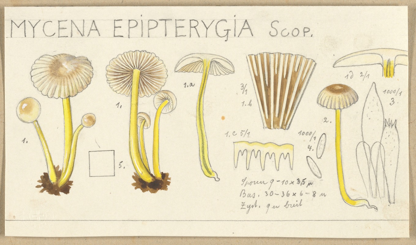 Hans Walty - Mycena epipterygia