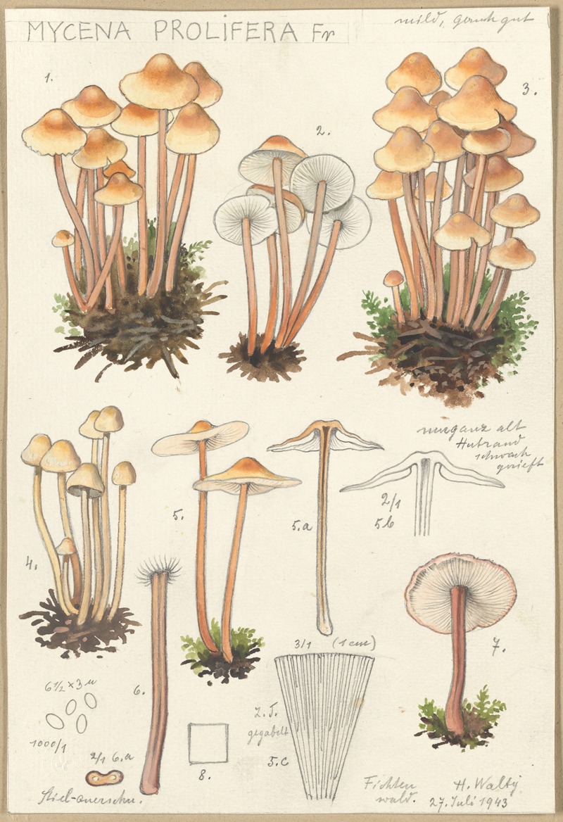 Hans Walty - Mycena prolifera