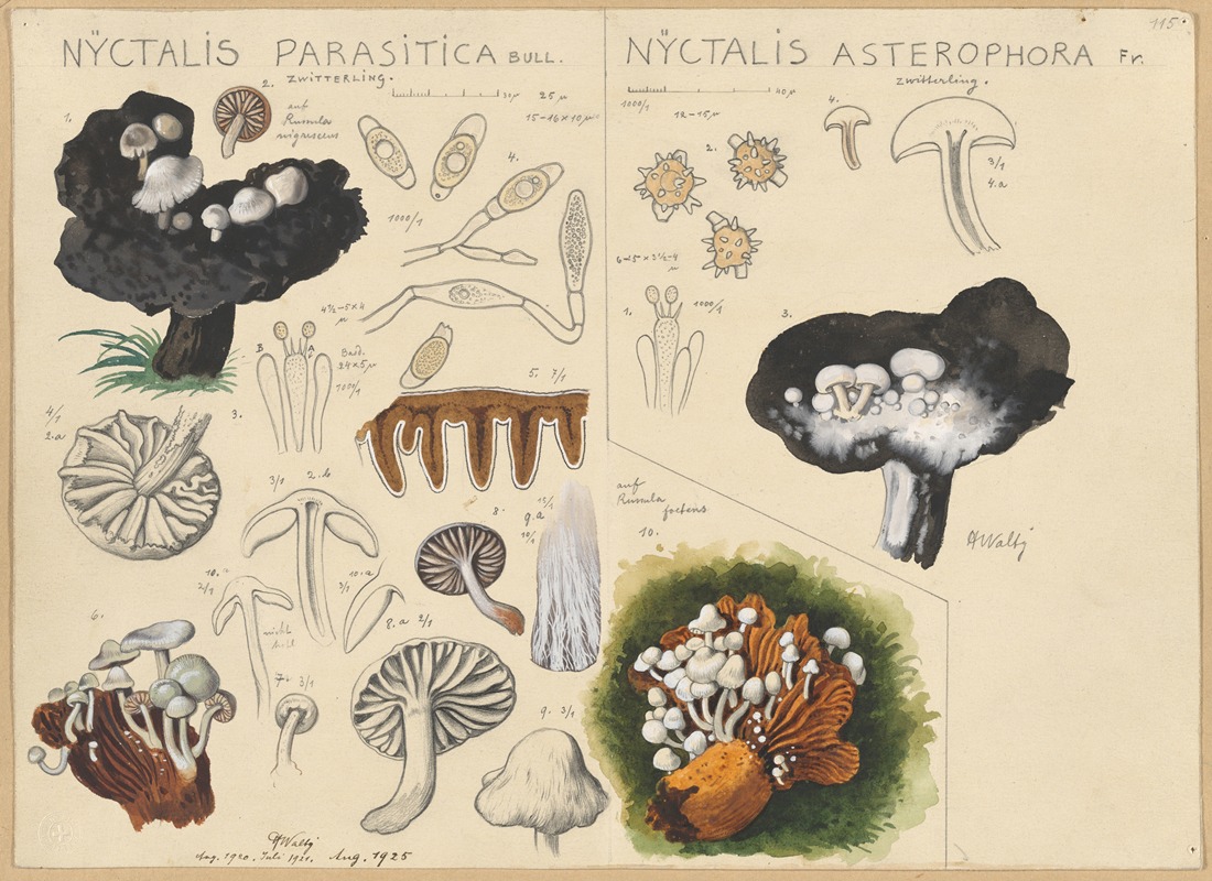 Hans Walty - Nyctalis parasitica, Nyctalis asterophora