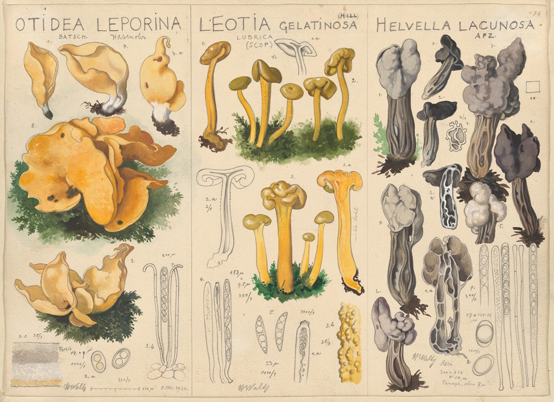 Hans Walty - Otidea leporina, Leotia gelatinosa, Helvella lacunosa