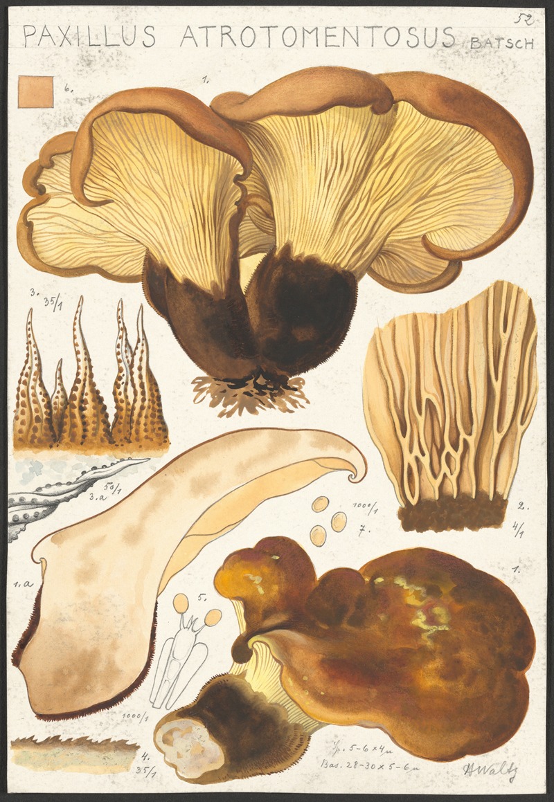 Hans Walty - Paxillus atrotomentosus Batsch 2