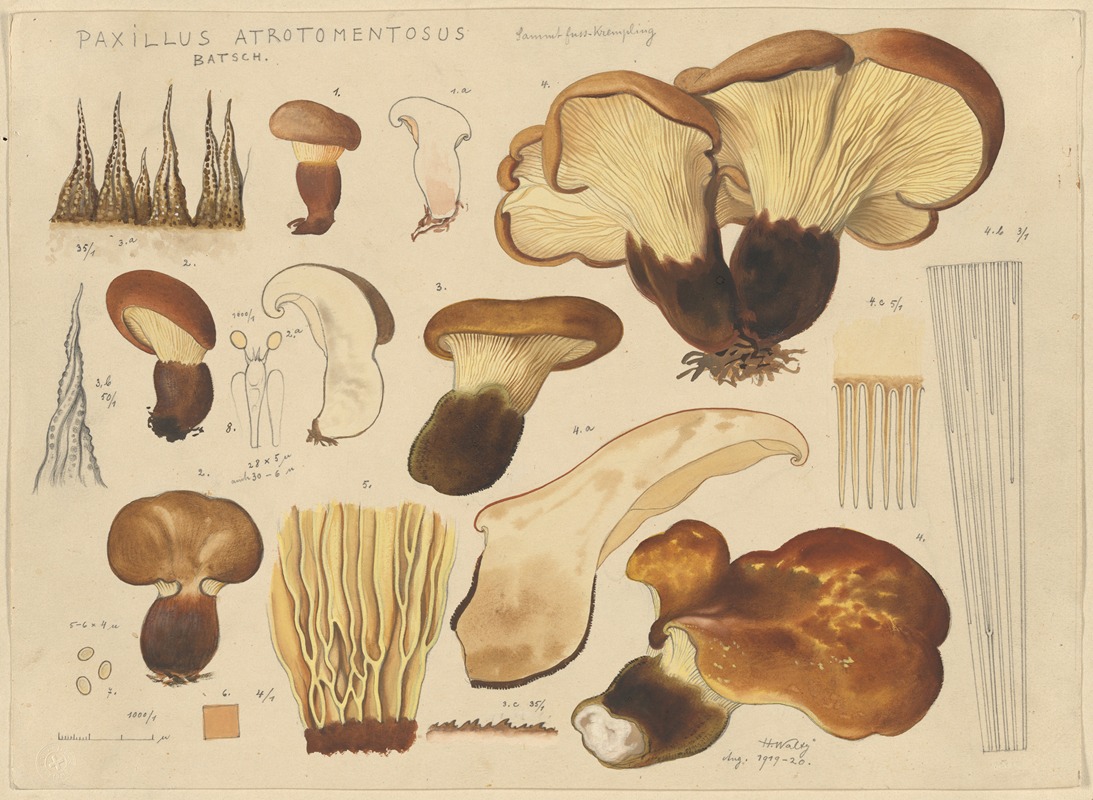 Hans Walty - Paxillus atrotomentosus Batsch.