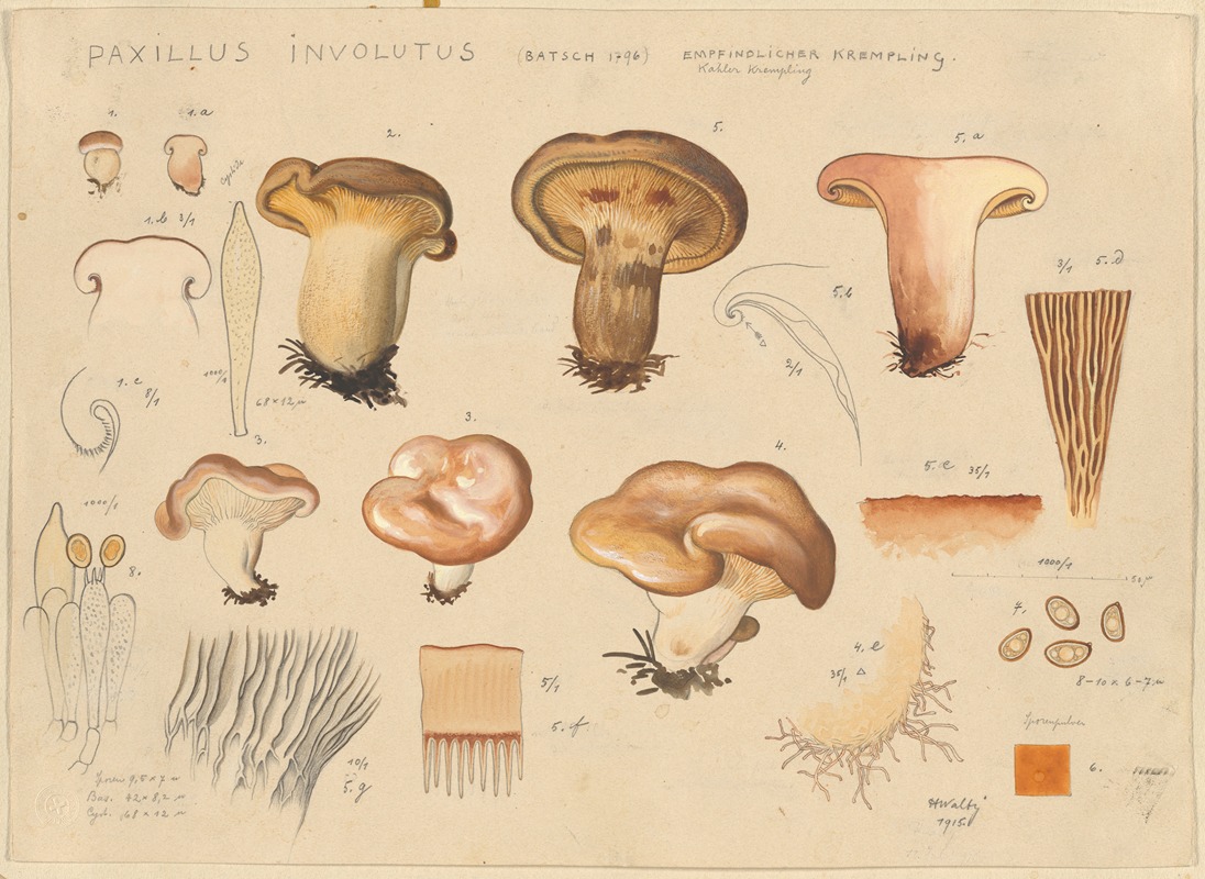 Hans Walty - Paxillus involutus (Batsch 1796)