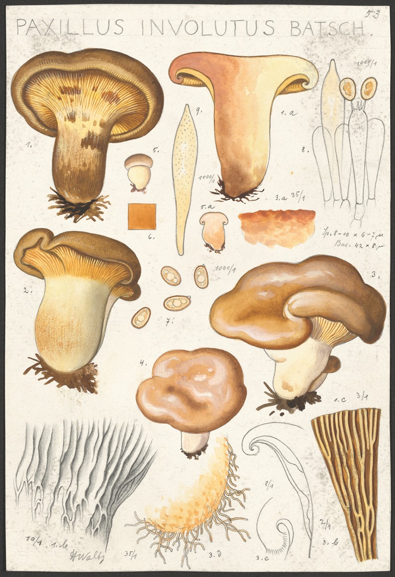 Hans Walty - Paxillus involutus Batsch.