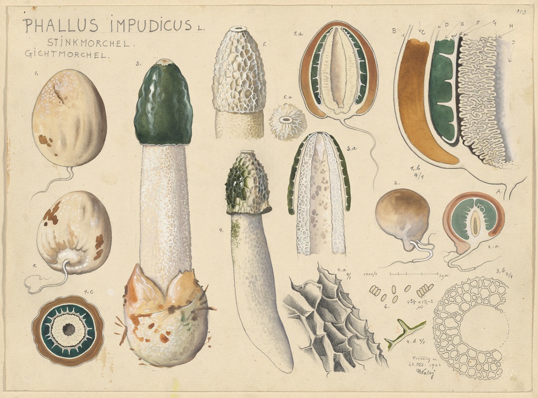 Hans Walty - Phallus impudicus L.