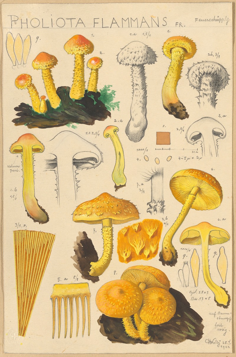 Hans Walty - Pholiota flammans, Pholiota caperata