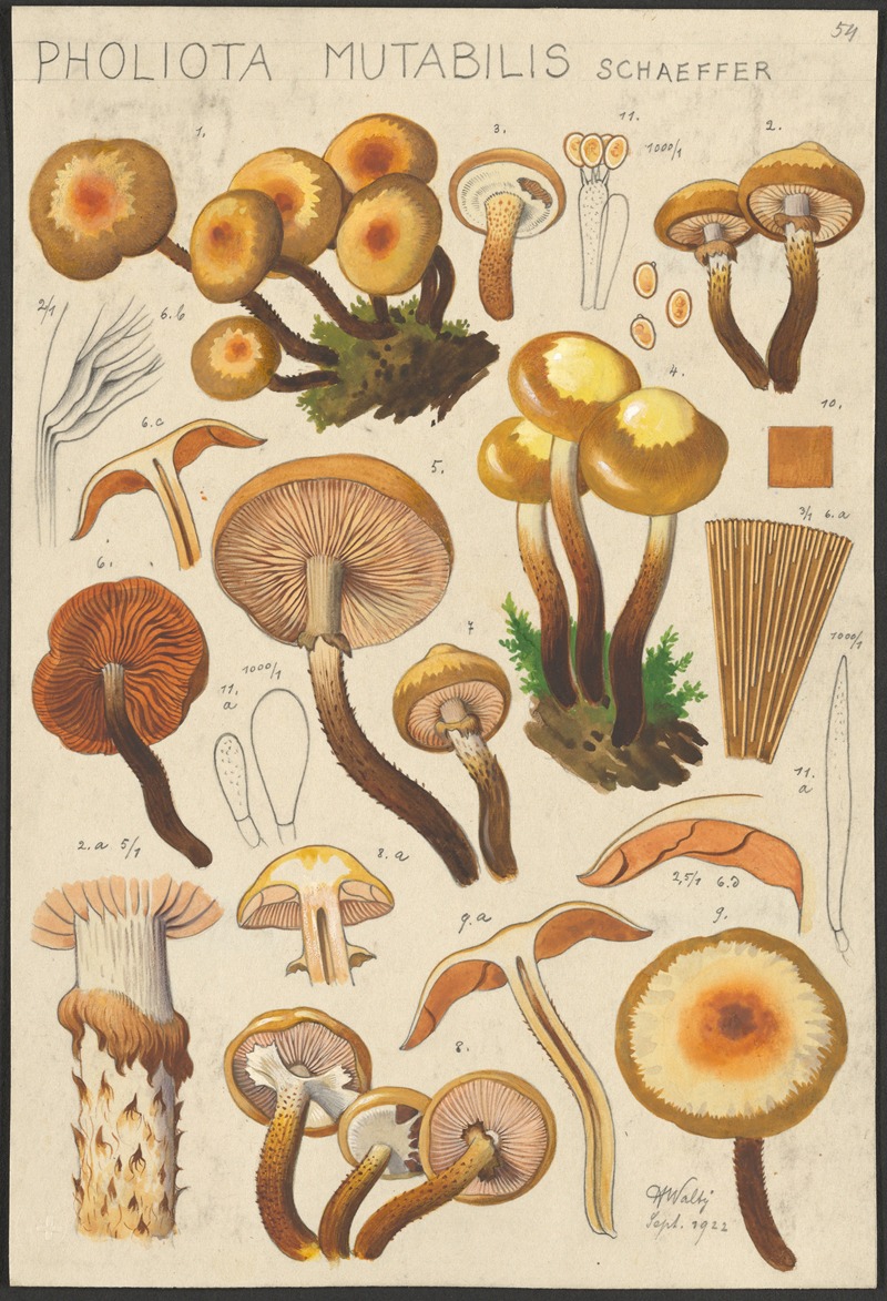 Hans Walty - Pholiota mutabilis Schaeffer.