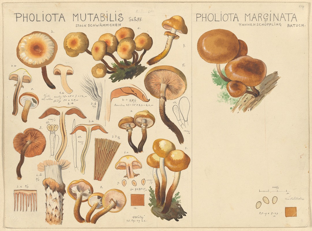 Hans Walty - Pholiota mutabilis, Pholiota marginata