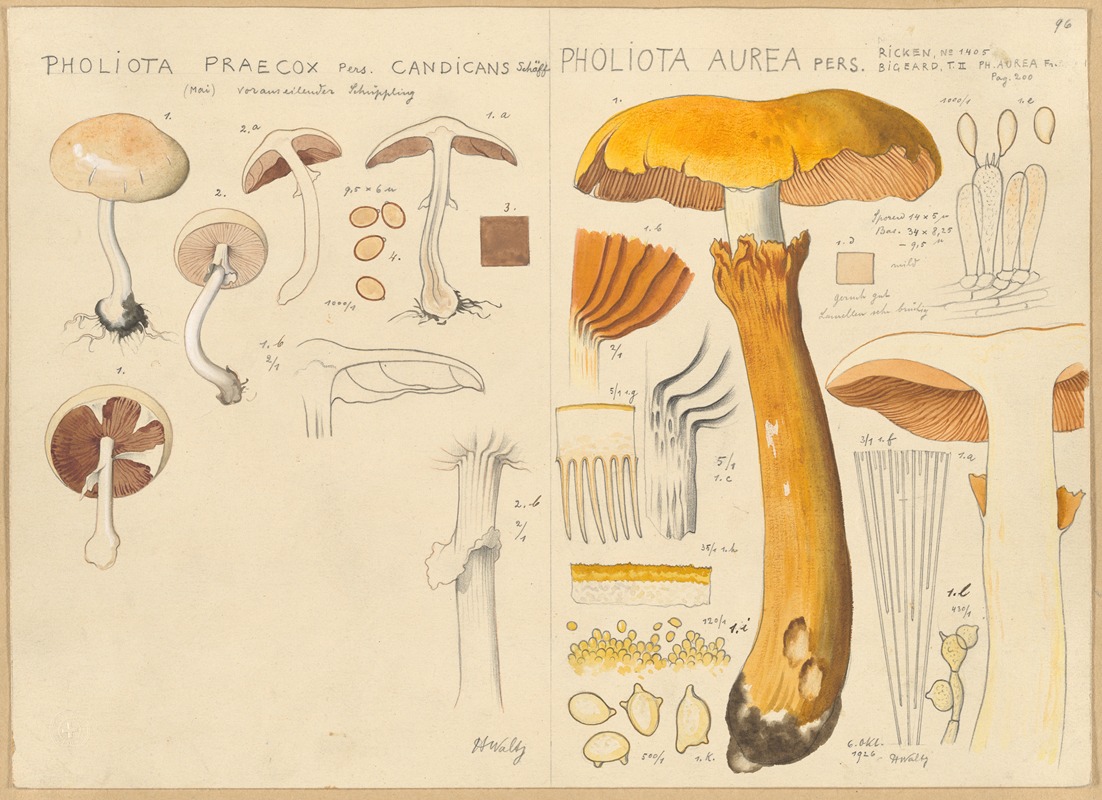 Hans Walty - Pholiota praecox, Pholiota aurea