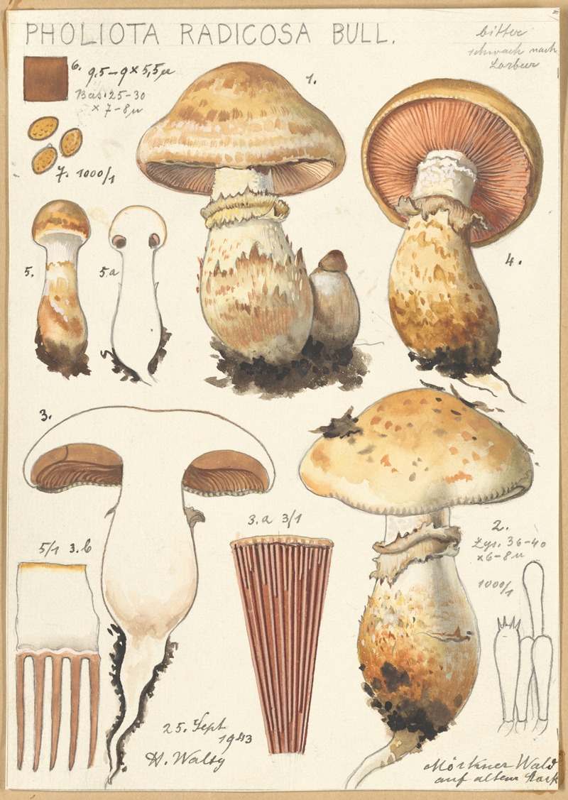 Hans Walty - Pholiota radicosa Bull.