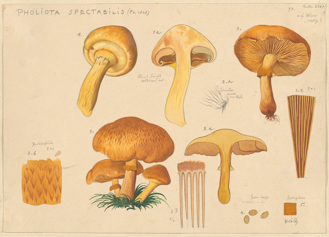 Hans Walty - Pholiota spectabilis (Fr. 1828)