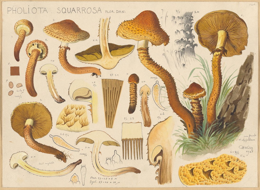 Hans Walty - Pholiota squarrosa Flor. Dan.