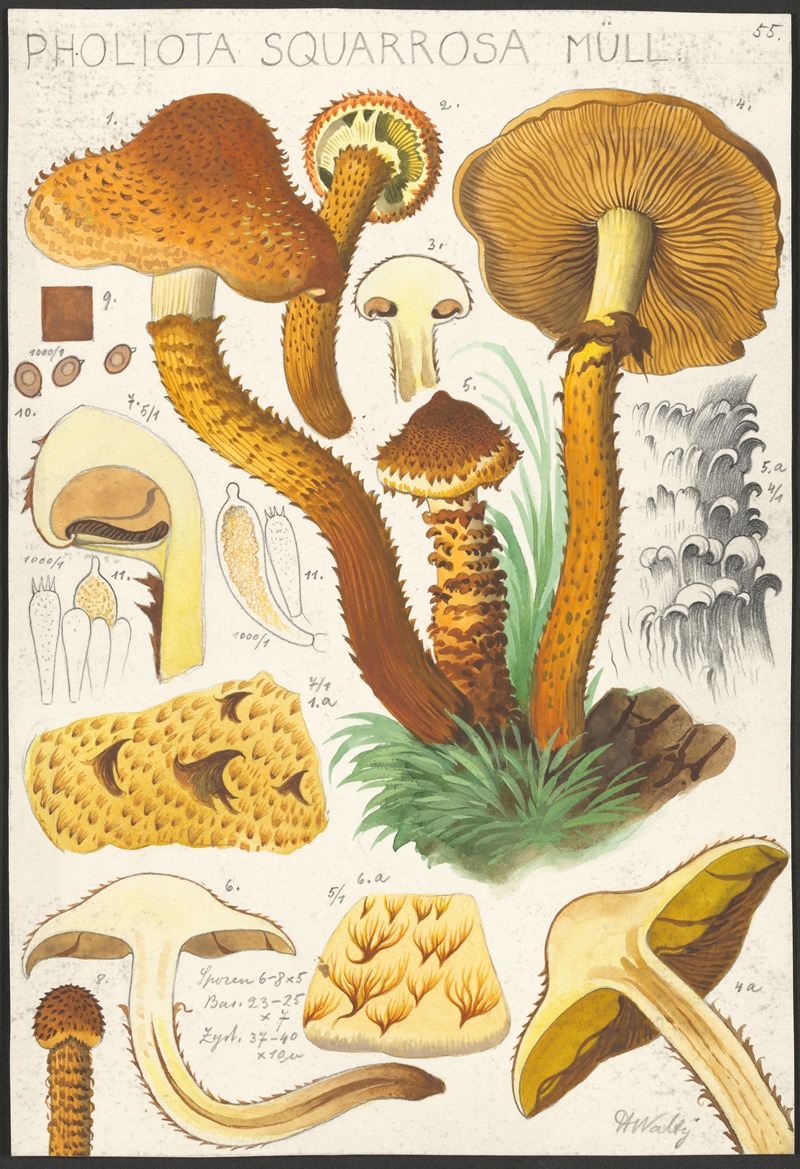 Hans Walty - Pholiota squarrosa Müll.