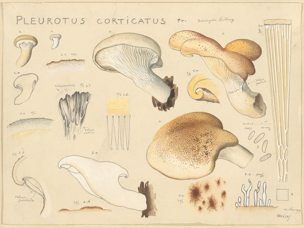 Hans Walty - Pleurotus corticatus Fr.