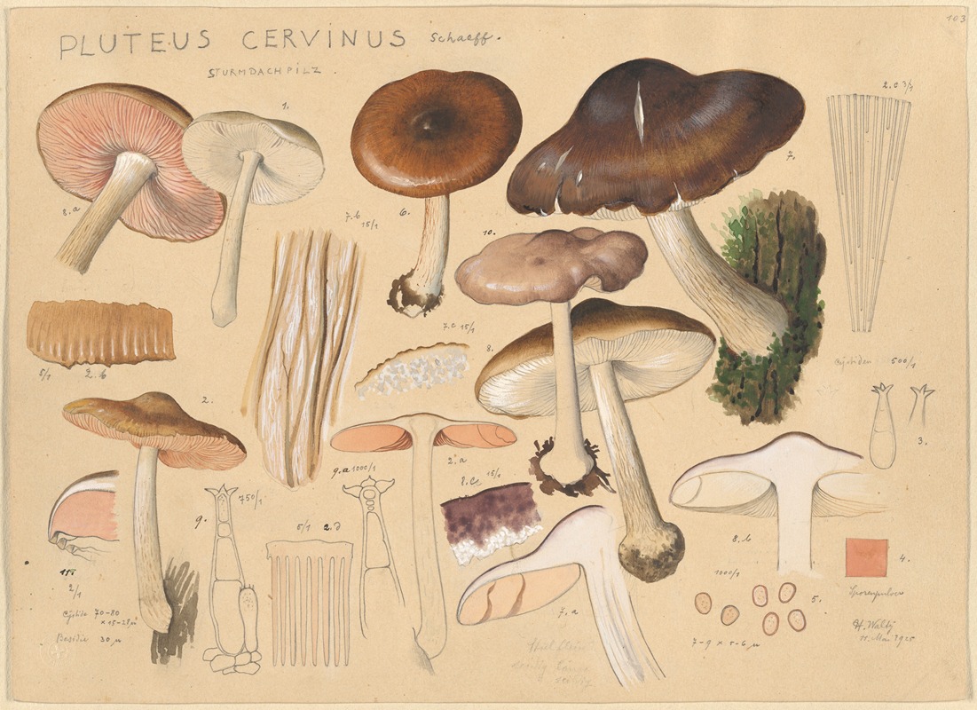 Hans Walty - Pluteus cervinus Schaeff.