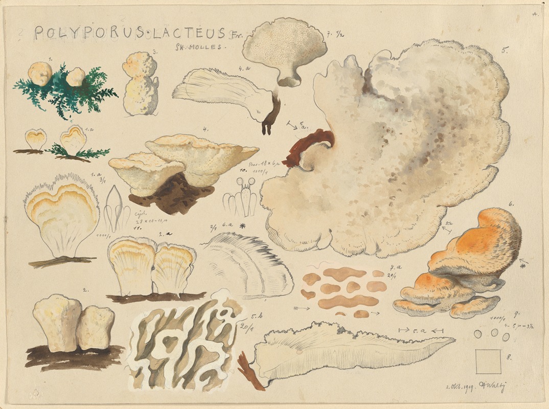 Hans Walty - Polyporus lacteus Fr. Sk. Molles