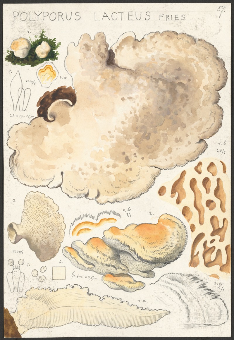 Hans Walty - Polyporus lacteus Fries