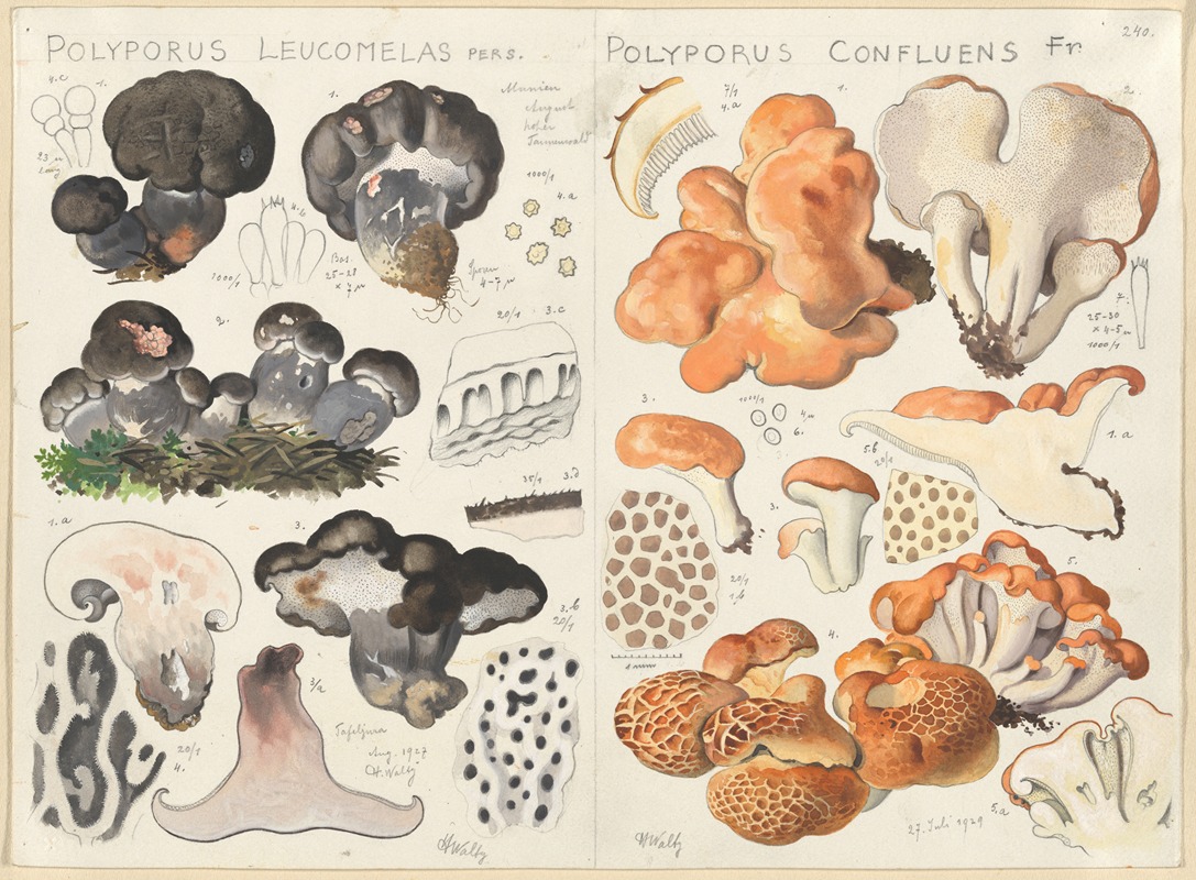 Hans Walty - Polyporus leucomelas, Polyporus confluens